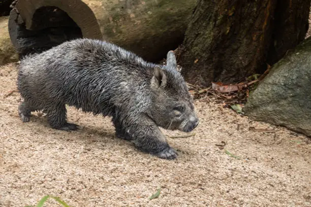 Photo of Common wombat (Vombatus ursinus), also known as the coarse-haired wombat or bare-nosed wombat, native to Australia