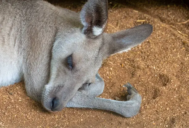 Photo of Kangaroo resting on a sandy patch