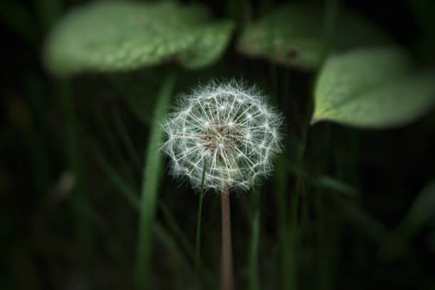 istock Costal plants and foliage 1486606128