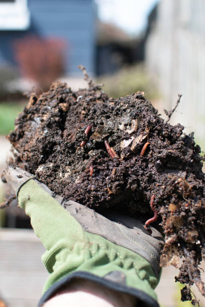 compost riempito di vermi che tiene a mano - humus soil foto e immagini stock