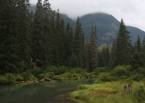 istock Fish Creek near Hyder, Alaska 1486608698