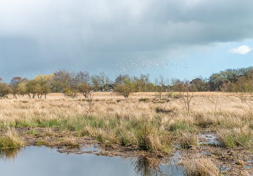 Marsh land on Brownsea Island with a flock of gulls in Poole Harbour, Dorset, England