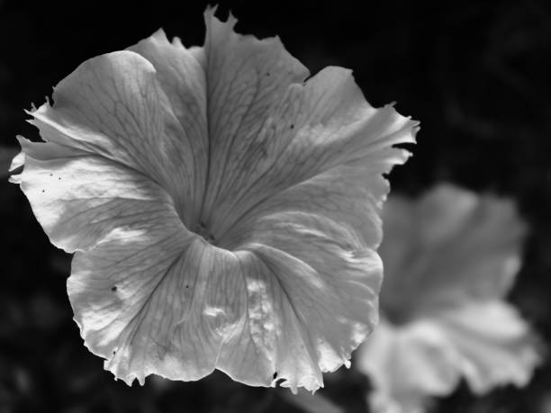 istock Abstract Petunia flower in monochromatic view 1486611614