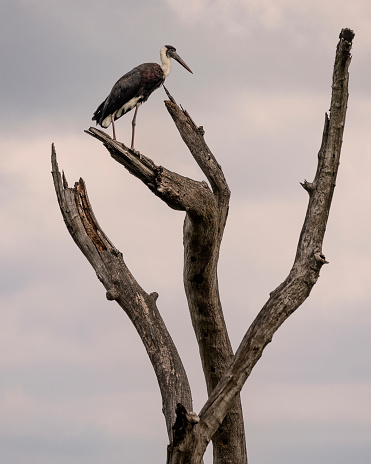 An Asian Woolly-necked Stork, Ciconia episcopus aka Asian Woollyneck standing on top of a sculptural dead tree trunk in Kaziranga National Park, Assam, India.