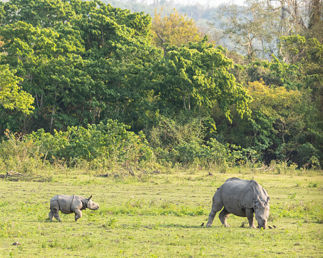 An Indian Rhinoceros calf, Rhinoceros unicornis, aka Greater One-horned Rhinoceros, walking towards its mother, who is grazing in Kaziranga National Park, Assam, India. There are two Jungle Mynas and a Great Myna under the feet of the mother rhino, hoping to pick up some invertebrates.