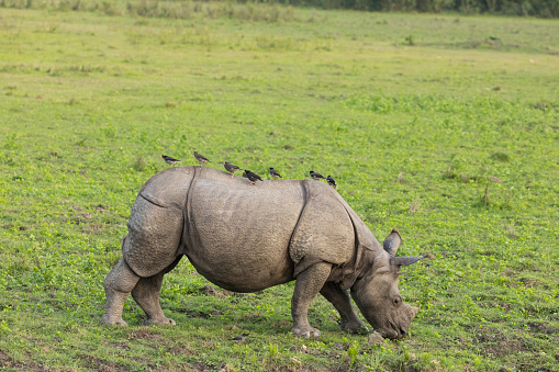 An Indian Rhinoceros  Rhinoceros unicornis, aka Greater One-horned Rhinoceros, grazing in Kaziranga National Park, Assam, India, with Great Myna, Acridotheres grandis, and Jungle Myna, Acridotheres fuscus, on its back.