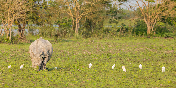 An Indian Rhinoceros  Rhinoceros unicornis, aka Greater One-horned Rhinoceros, grazing in Kaziranga National Park, Assam, India. There is a row of Cattle Egrets, Bubulcus ibis, preening while hoping to pick up some invertebrates.