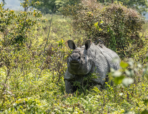 An Indian Rhinoceros, Rhinoceros unicornis, aka Greater One-horned Rhinoceros, with four Bank Mynas, Acridotheres ginginianus, on its back in Kaziranga National Park, Assam, India.