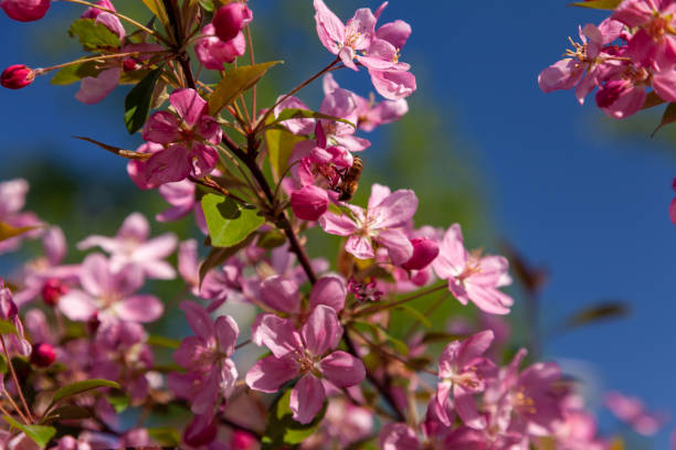 istock The branch of a blooming wild apple tree and a bee 1486613533