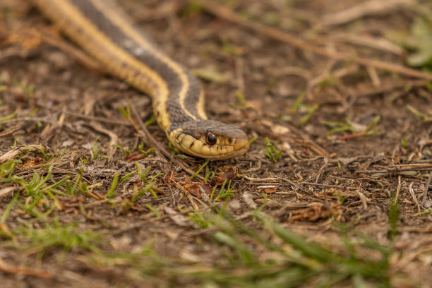 istock Ribbon Snake stares down a preceived threat 1486613972