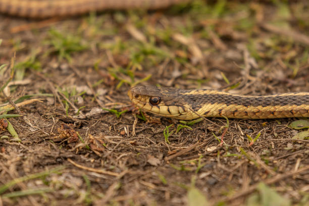 istock Ribbon Snake stares down a preceived threat 1486613975