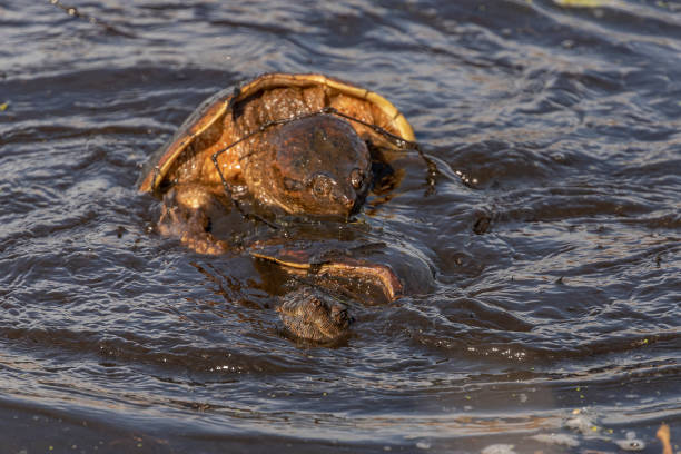 istock Snapping Turtles mating in the water of the marsh 1486614668