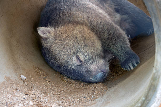 common wombat (vombatus ursinus), also known as the coarse-haired wombat or bare-nosed wombat, native to australia - common wombat imagens e fotografias de stock