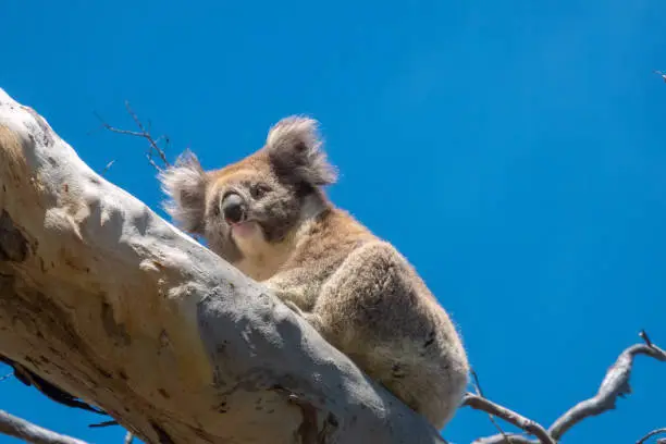 Photo of Wild koalas on the eucalyptus forests of the Great Otway National Park, Great Ocean Road, Victoria, Australia