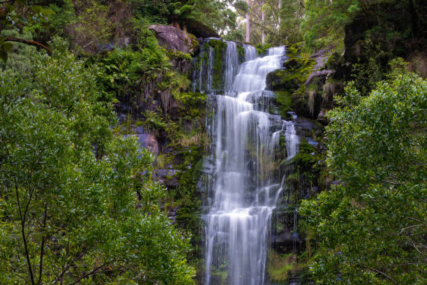 beauchamp falls, parque nacional great otway, great ocean road, victoria, australia - rainforest waterfall australia forest fotografías e imágenes de stock