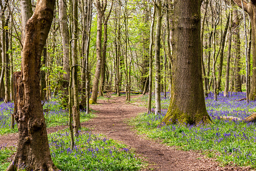 A bluebell wood in Sussex on a sunny spring day