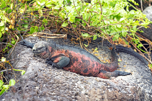 Galapagos Marine Iguana (Amblyrhynchus cristatus) on Espanola Island, Galapagos national park, Ecuador.