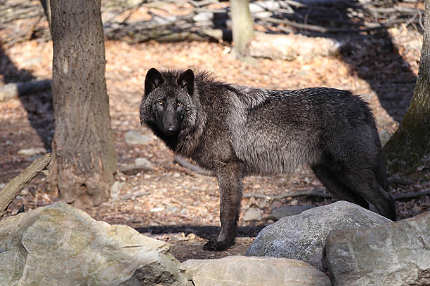 istock Black color variation of Gray wolf (Canis lupus) 148661689