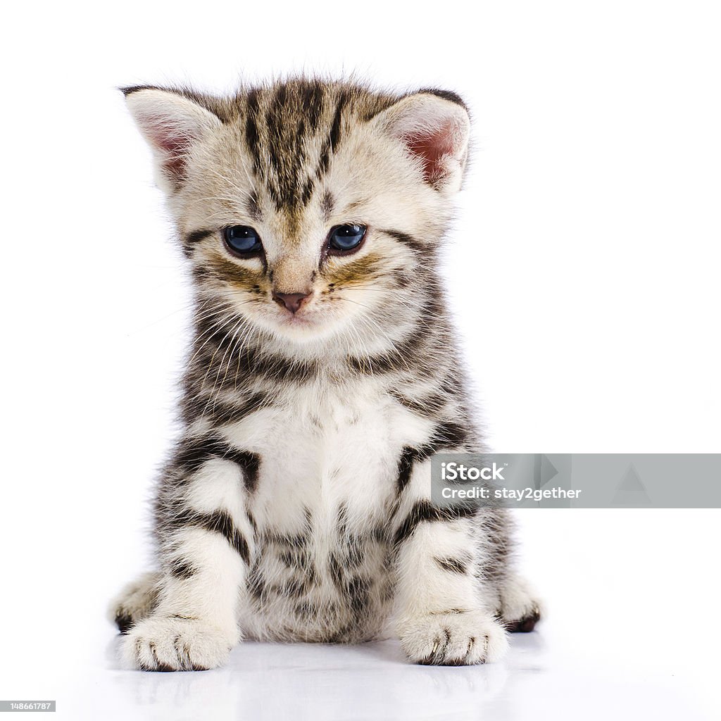 Baby Cat Baby Cat on white backgroundBaby Cat on white background Animal Stock Photo