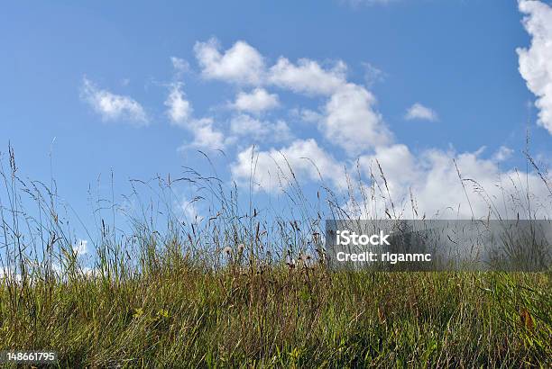 Photo libre de droit de Prairie Et Ciel Bleu banque d'images et plus d'images libres de droit de Bleu - Bleu, Champ, Ciel