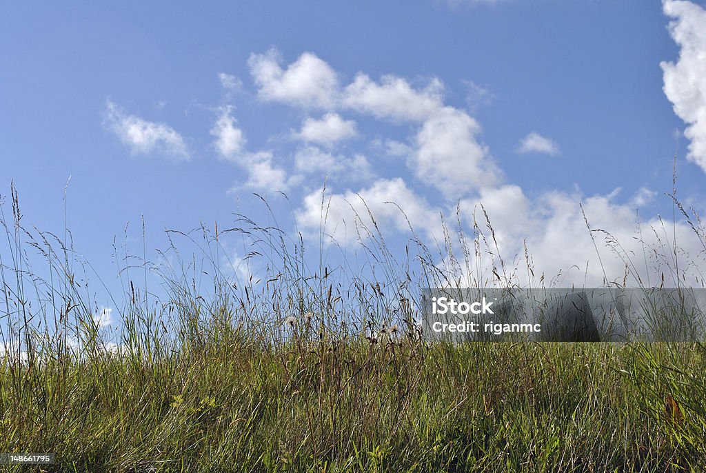 Луг и голубое небо - Стоковые фото Без людей роялти-фри