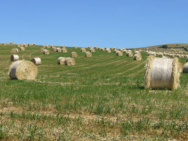 Bales of Hay stock photo