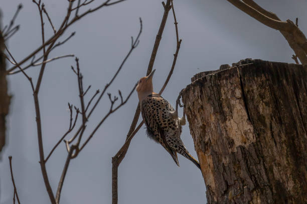 istock Female Northern Flicker clings to a tree stump 1486618240