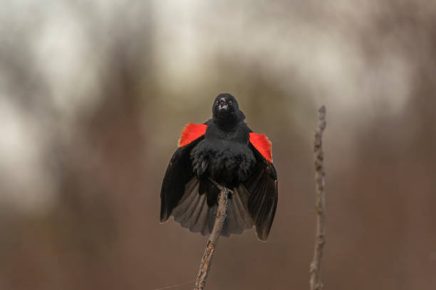 istock Male Red-winged Blackbird sings while perched on a plant stem 1486618622