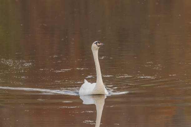 istock Mute Swan swims in the marsh 1486618624