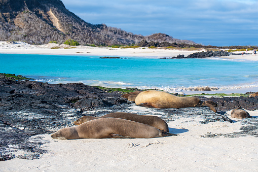 Galapagos Sea Lions (Zalophus wollebaeki) by Wizard Hill Beach, San Cristobal Island, Galapagos national park, Ecuador.