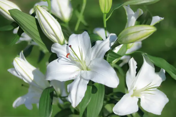 Photo of Madonna Lily. White Easter Lily flowers in garden. Lilies blooming. Blossom Lilium Candidum in a summer. Garden Lillies with white petals. Large flowers in sunny day. Floral background. Greeting card