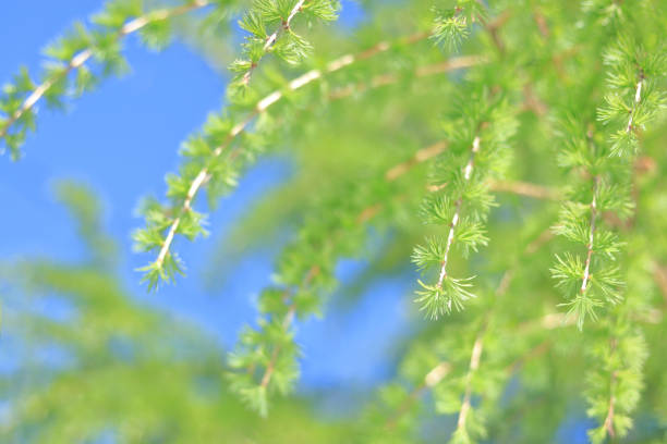 Young fluffy branches of Larch tree Larix decidua Pendula. Natural tree twigs. Spring or summer nature background. Closeup of green larch young needles. Larch as green spring background. Ecology