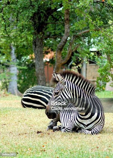 Zebra Sdraiarsi - Fotografie stock e altre immagini di Africa - Africa, Animale, Animale da safari