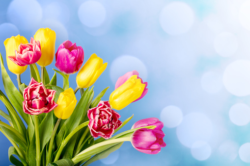 Beautiful tulip flowers on a defocused lights bokeh background. Space for copy.