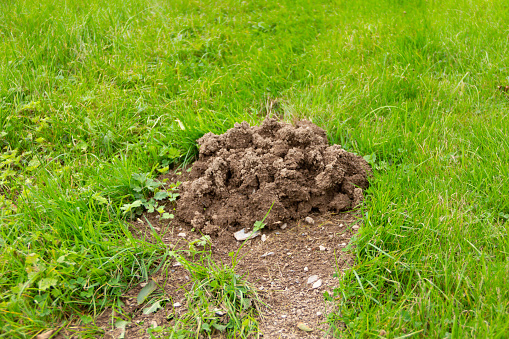 Molehill a gardeners nightmare as they ruin lawns and are difficult to be rid of .