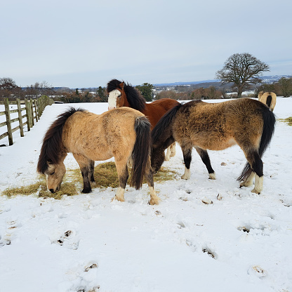 grey arab horse runs in winter field