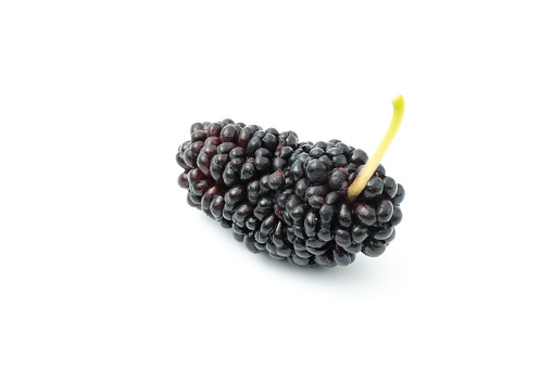 Macro shot of one black mulberry isolated on white background.