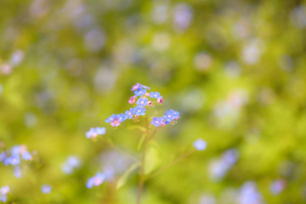 istock Double exposure of tiny forget-me-not lila flowers 1486631596