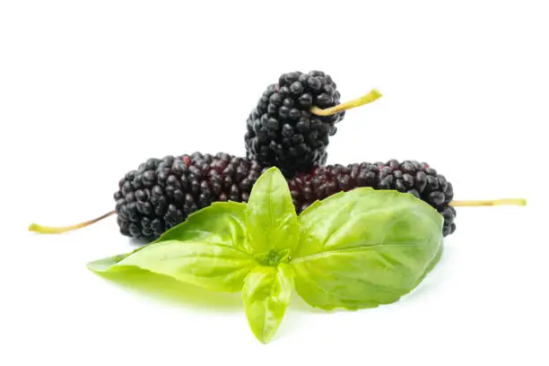 Photo of Ripe and delicious black mulberry on white background.