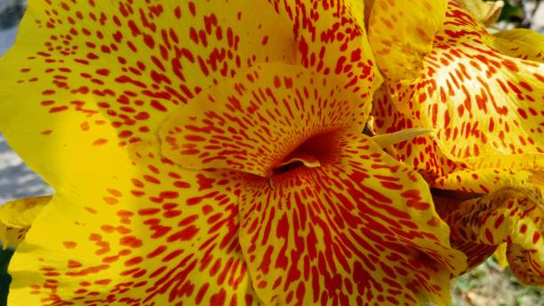 close-up of a yellow flower with red spots stock photo