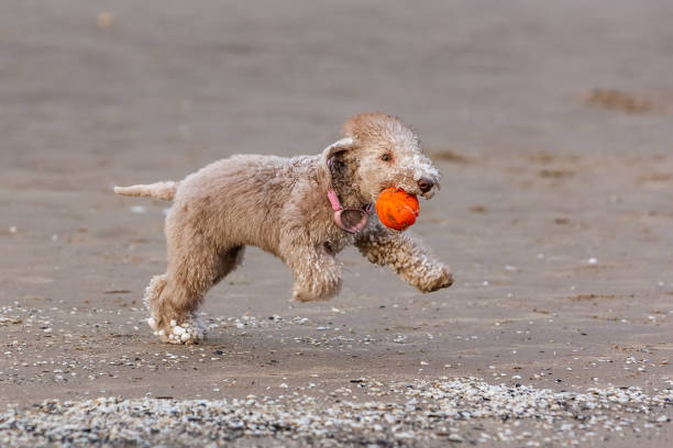 550+ Bedlington Terrier Stock Photos, Pictures & Royalty-Free Images - iStock | Bichon frise, Basenji, Chinese crested