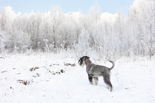 Pepper-salted medium schnauzer in winter snowy forest with blue sky