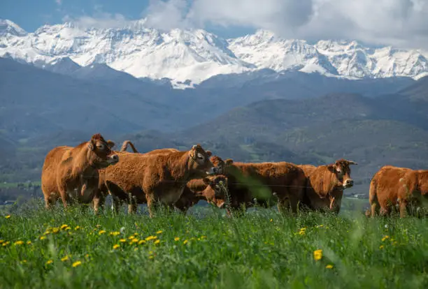 herd of cows on the green meadow with the snow-capped mountain of the Pyrenees in the background