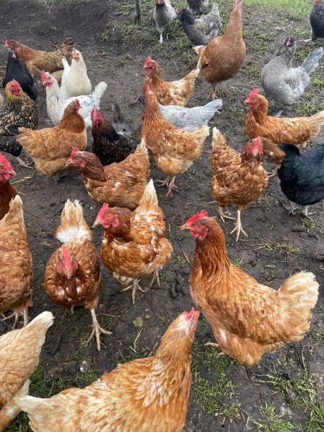 istock Group of brown hens outside 1486636925