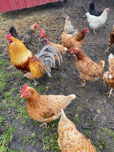 istock Group of hens and a rooster 1486636941