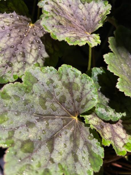 istock Green and purple Heuchera leaves 1486637042