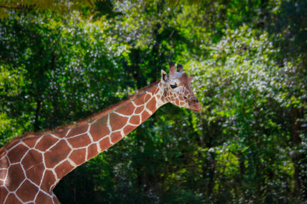 istock Giraffe in sunlight with out of focus green background 1486637637