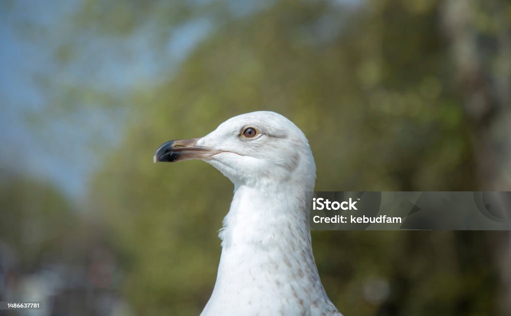 A seagull photo Seagull photo on green background Animal Stock Photo