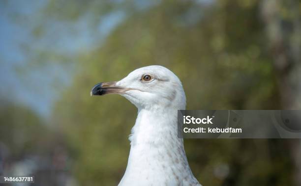 A Seagull Photo Stock Photo - Download Image Now - Animal, Animal Body Part, Animal Eye