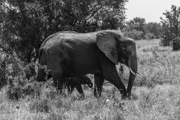 istock Adult elephant and calf 1486640286